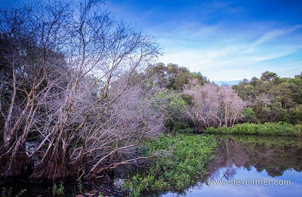 Với hệ sinh thái đa dạng cùng vẻ đẹp ấn tượng của thiên nhiên ban tặng, được ví như "con đường nước", rừng tràm Trà Sư phủ một màu xanh của tràm, phía dưới là đám bèo tây mơn mởn giăng kín mặt nước. 