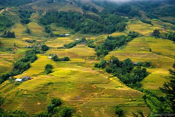 Sa Pa (Việt Nam): Tháng 9-10, thị tứ trong mây hút khách với màu vàng óng của một trong 7 ruộng bậc thang kỳ vĩ nhất thế giới từng được Travel and Leisure (Mỹ) bình chọn. Ảnh: Meogiaphoto.
