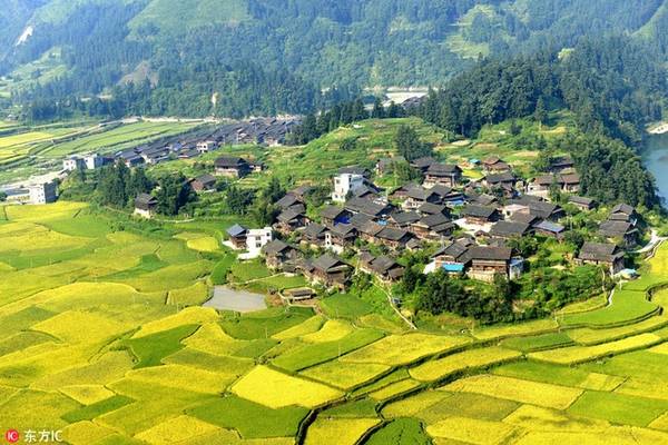 Những đồng lúa ở làng Ping Bao, tỉnh Quý Châu làm khách đường xa mê mải vì sắc vàng rực rỡ khi vào thu. 