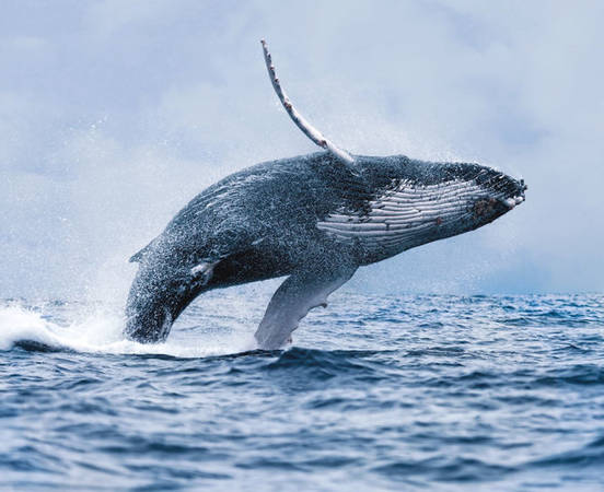 Cá voi lao khỏi mặt nước ở Iceland - Ảnh: BP