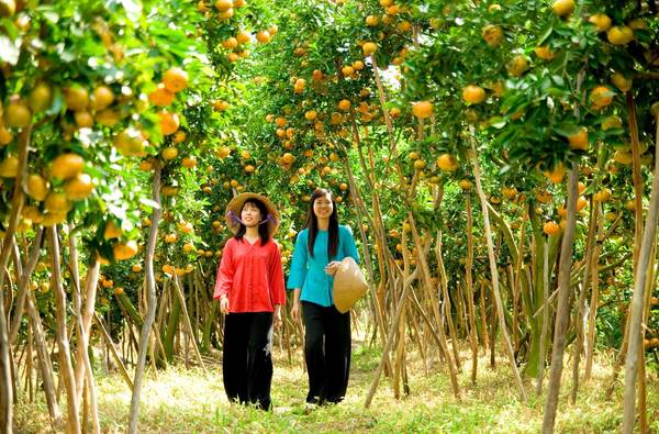 Bạn sẽ được dạo quanh trong vườn trái cây Cái Mơn và được dùng trái cây tại chỗ. Ảnh: vietnamtourism.com