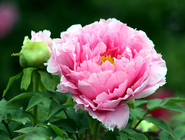 Hoa mẫu đơn được xem là quốc hoa của Trung Quốc. Vào mùa xuân, muốn cảm nhận được rực rỡ và vẻ sang trọng của hoa này, bạn nên ghé thăm vườn hoa mẫu đơn tại Lạc Dương, Hà Nam.