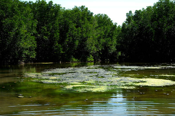 Những đầm nước hiện lên như trong tranh trên ốc đảo Vàm Sát. Nước ở Đầm Dơi vốn cạn nên phù hợp cho loại rêu xanh mọc lên từ đáy bùn mặn được bồi đắp bởi chính lá của loài cây đước. 