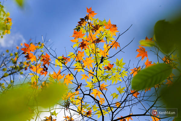 Đây chính là cây phong đang chuyển màu lá trong khu rừng nằm ven hồ Tuyền Lâm thành phố Đà Lạt.