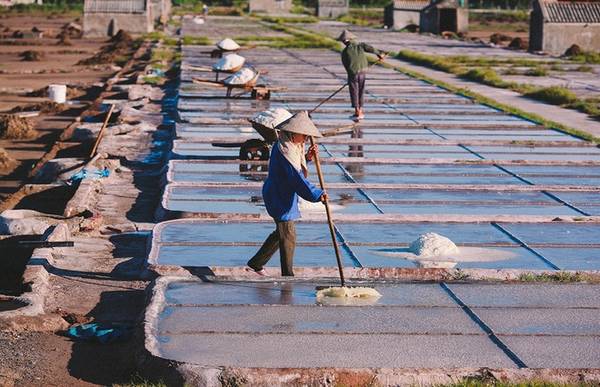 Cánh đồng muối nổi tiếng bậc nhất Nam Định nằm ở thôn Văn Lý, xã Hải Lý, huyện Hải Hậu. Như bao diêm dân khác, những người làm muối ở đây rất vất vả để cho ra được những hạt muối trắng ngần.
