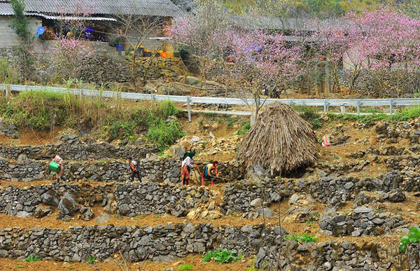Bên quốc lộ 4C đoạn bước vào địa phận Đồng Văn, đồng bào người Mông đổ đất, lên luống để bước vào vụ mùa mới.