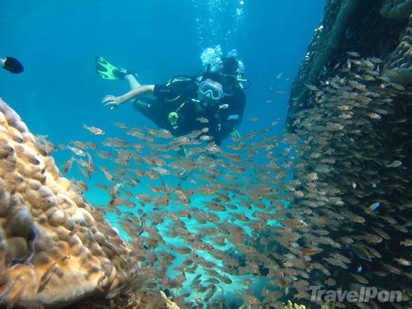 Lặn ngắm những rạn san hô nguyên sơ. Ảnh: TravelPon