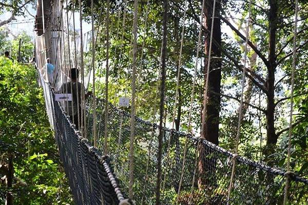  8. Hiking ở Taman Negara, Pahang: Đối với nhiều du khách đến đây lần đầu, điểm nhấn của hành trình đến Taman Negara là thử cảm giác thót tim trên cầu dây treo dài nhất thế giới. Cầu dài 530 m, cao 40 m so với mặt đất. Nếu đủ dũng cảm, bạn hãy đi bộ trong rừng vào ban đêm để khám phá các loài động vật sống về đêm. 