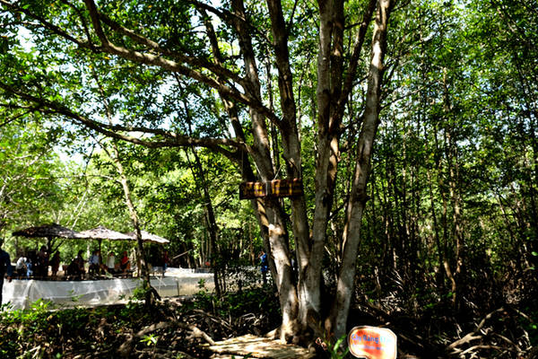 Từ lối đi, du khách đã có thể nhìn thấy được thảm thực vật đặc trưng của vùng đất này là những cây đước. Trong ảnh là cây đước có 5 thân gần 40 tuổi.
