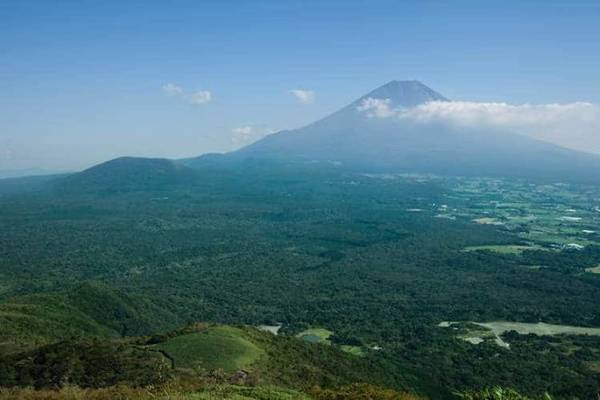 Rừng Aokigahara - Ảnh: fascinant-japon