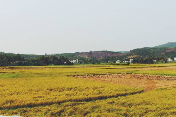 Khi đến Phú Yên, không khó để các bạn có thể bắt gặp những đồng lúa bát ngát ở hai bên đường. Trong đó có cánh đồng lúa ở huyện Tuy An. Đây là cánh đồng lúa làm bối cảnh quay bộ phim “Tôi thấy hoa vàng trên cỏ xanh”. 