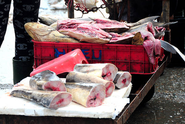 Cá bớp, loại cá có giá cao trên thị trường được rao bán với giá chưa đến 100.000 đồng/kg.-4