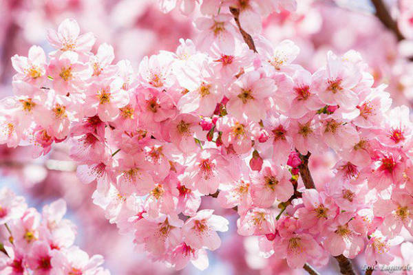 Hoa anh đào vào mùa xuân Mùa hoa anh đào ở Nhật Bản hàng năm cũng là lý do thu hút du khách tới đây. Khoảng tháng 4, 5 khắp những con đường ở Nhật sẽ được phủ một màu hồng thơ mộng của hoa anh đào, còn người dân và du khách sẽ tổ chức dã ngoại ngắm hoa, tiệc ngoài trời...