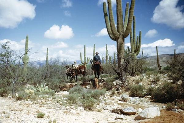 Tanque Verde Ranch là một trong những nơi chăn nuôi gia súc ngày xưa của Mỹ. Địa hình bán sa mạc, đất đá lởm chởm và phải di chuyển bằng ngựa khiến bạn giống như một cao bồi nước Mỹ.