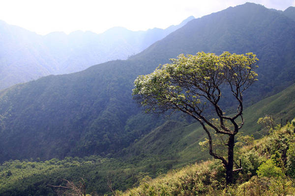Cảnh vật xanh tươi hùng vĩ của Tà Chì Nhù là một trong những động lực giúp mọi người quên đi mệt mỏi - Ảnh: Lê Hồng Thái
