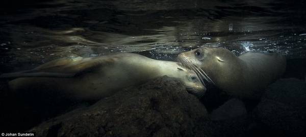 Bức ảnh chụp hai chú sư tử biển