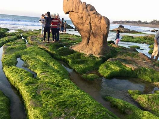 Mùa khô ở Tuy Phong cũng là mùa biển động, ít có dấu chân người qua lại, thuyền bè cũng ra vào thưa thớt, đó là thời điểm rêu sinh sôi trên bãi đá này.