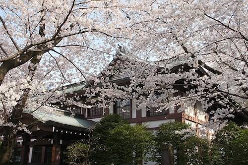 Ngoài ra, Yasukuni còn là địa điểm ngắm hoa anh đào tuyệt đẹp. Bên trong đền trồng khoảng 600 cây anh đào các loại. Vào tháng 3, tháng 4 hàng năm, du khách từ khắp nơi tới đây ngắm mùa hoa nở rộ. Nhiều hàng quán mở cửa trong thời gian này khiến không khí ngôi đền càng thêm phần náo nhiệt. Ảnh: Konnichiwa.