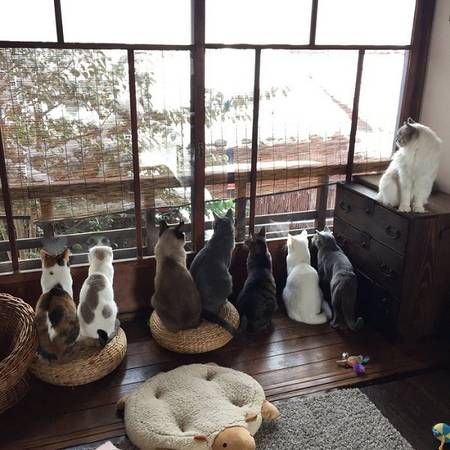 Những chú mèo lười biếng tò mò ngắm nhìn cảnh vật bên ngoài từ khung cửa sổ