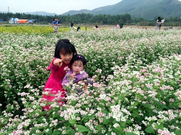 Nếu như chưa có dịp đến với Hà Giang ngắm hoa tam giác mạch hay về Nghệ An ngắm hoa hướng dương thì du khách có thể đến Quảng Ninh để ngắm cả hoa hướng dương và hoa tam giác mạch trên cánh đồng rộng lớn.