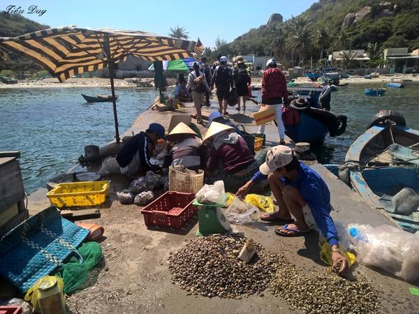 Người dân tấp nập phân loại hải sản đánh bắt được ở làng Tàu Bể. Ảnh: Tiểu Duy