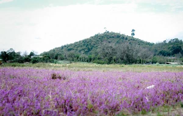 Phong cảnh hữu tình với đồi núi trập trùng bên cánh đồng hoa tím.