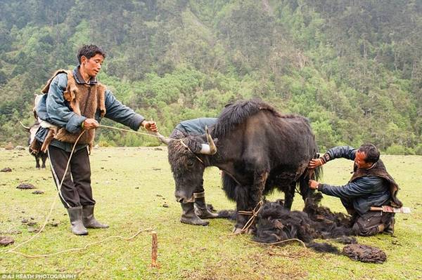 Chăm sóc bò yak là công việc theo mùa. Họ chỉ xén lông của các con đực đã bị thiến và con cái, nên những con bò đực khác nhìn khá khác.