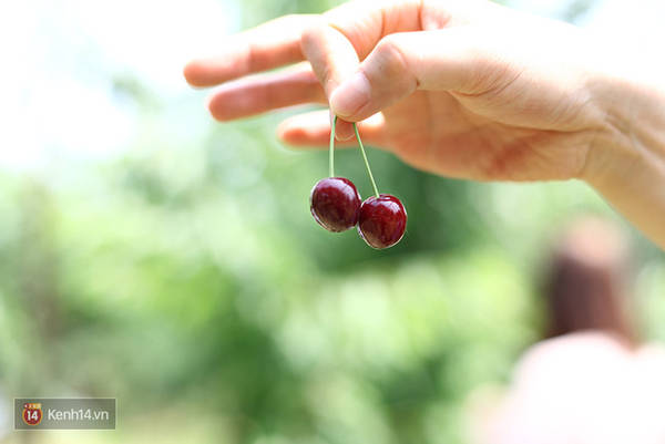 Đây chính là những quả cherry hảo hạng nhất đến từ vùng Yamagata này.
