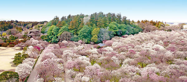 Du khách thường ghé thăm vườn nhiều nhất vào mùa xuân, thời điểm tháng 2, 3 vì đây là mùa hoa mận nở. Ngoài ra, bạn có thể đi dạo và ngắm cảnh quanh hồ Senba. Ảnh: AttJapan.