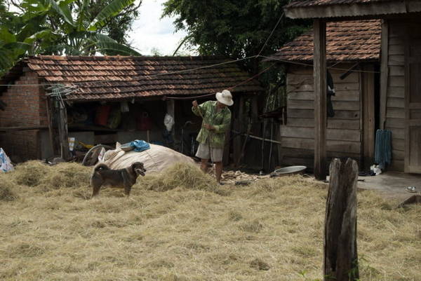 Tại vùng cao Tây nguyên, rơm tươi là thực phẩm cho gia súc trong những ngày mưa - Ảnh: Trung Oanh