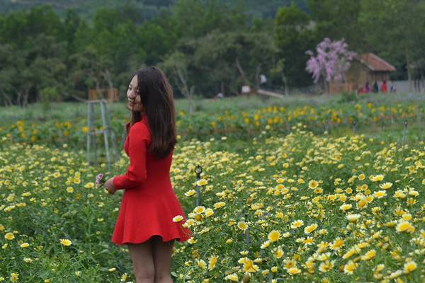Hiện tại, thiên đường hoa Quảng La đang sở hữu khoảng 30 loài hoa đặc trưng, mang giá trị thẩm mỹ cao như hướng dương, cải trắng, cải vàng, ngũ sắc, túy điệp, ngũ sắc... đã và đang thu hút được sự quan tâm không hề nhỏ với các bạn trẻ thích chụp ảnh.