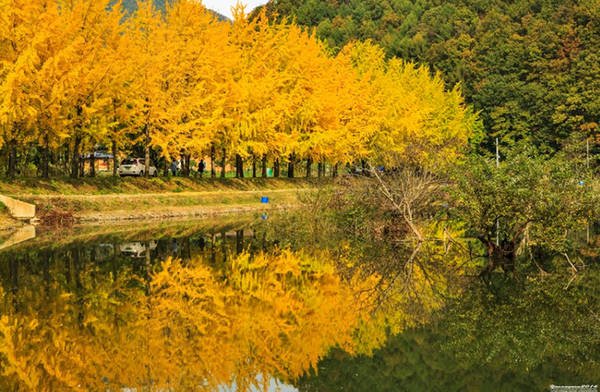 Con đường ngân hạnh ven hồ chứa nước Mungwang, huyện Gwesan, tỉnh Bắc Chungcheong là một trong những nơi check in nổi tiếng với giới trẻ Hàn Quốc khi mà con đường hai hàng cây ở đảo Nami đã bị quá tải.