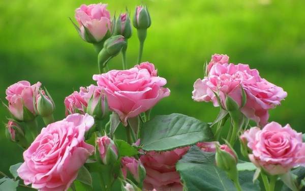 Hoa hồng ở Sa Pa có bông lớn, thân to, thường không gai.
