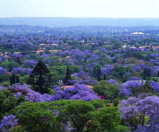 Những cây phượng tím của thủ đô Pretoria được du nhập vào Nam Phi từ thế kỉ 19. Mặc dù có nguồn gốc từ Nam Mỹ, loài thực vật này vẫn phát triển mạnh trong khí hậu nóng ẩm của Nam Phi và có khả năng chịu hạn khá tốt. Ảnh: Flickr.