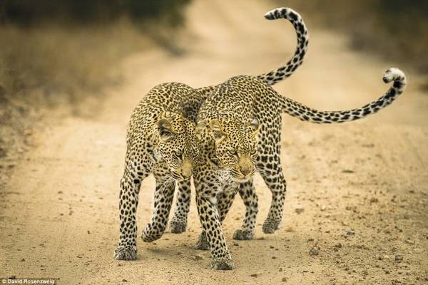  Nhiếp ảnh gia người Mỹ David Rosenzweig chụp lại cảnh báo mẹ và báo con bày tỏ tình cảm ở khu bảo tồn động vật tại Mpumalanga (Nam Phi)