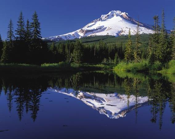 Rừng quốc gia ở núi Hood phản chiếu trong hồ Gương - Ảnh: wiki