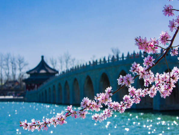 Bắc Kinh luôn tự hào vì có nhiều công viên và địa điểm tham quan cấp quốc gia. Vào mùa xuân đây là địa điểm tuyệt đẹp để thưởng ngoạn những sắc hoa bừng nở. Trong ảnh là một nhánh hoa đào khoe sắc ở gần cây cầu 17 nhịp tại Cung điện mùa hè.