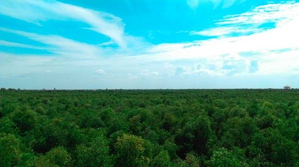 Một vùng xanh bạt ngàn với diện tích rộng khoản 135 ha và vùng đệm rộng 500 ha.