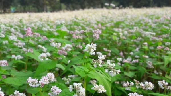 Cây tam giác mạch phát triển khá tốt trong điều kiện tự nhiên ở Ninh Bình. Sau một tháng gieo là hoa có thể nở đồng loạt.