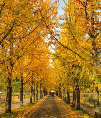 Ngân hạnh là một trong những loại cây thay lá nhiều nhất vào mùa thu, và cũng là loại cây được trồng khá phổ biến ở xứ sở kim chi. Mỗi năm, cứ độ cuối tháng 10, đầu tháng 11, những hàng cây ngân hạnh trên khắp Hàn Quốc ngả vàng đồng loạt, mang tới cảnh tượng lãng mạn.