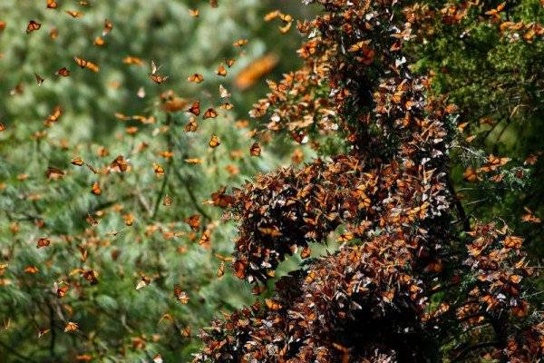 Mỗi năm, hàng trăm triệu con bươm bướm từ Canada và Mỹ bay về phía rừng Michoacan, Mexico. Đây được xem là một cuộc di cư côn trùng bí ẩn và lớn nhất trên thế giới. Các loài bướm tụ tập vô số trên cây và mặt đất, bao phủ thành thảm màu da cam và màu đen trên một diện tích lớn. 