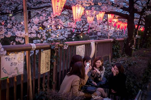 Hoa anh đào là một “đặc sản” của du lịch Nhật Bản. Ảnh: ibtimes.co.uk
