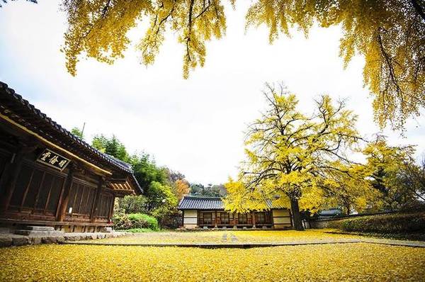 Thành phố Jeonju lại gây ấn tượng bởi những cây ngân hạnh nhiều năm tuổi, nằm nép mình bên mái nhà cổ thâm nghiêm.