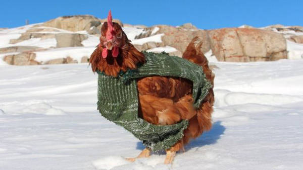 Monique đáng yêu trong chiếc áo do Guirec tự chế để giữ ấm cơ thể khi xung quanh toàn băng tuyết bao phủ.