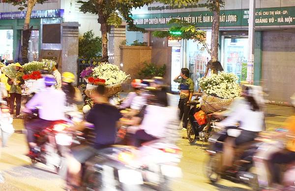 Trên các tuyến phố Lê Duẩn, Giảng Võ, Mai Hắc Đế, Bà Triệu, Thanh Niên,...dễ dàng gặp nhiều xe chở đầy hoa cúc họa mi bán từ sáng sớm đến tối muộn. 