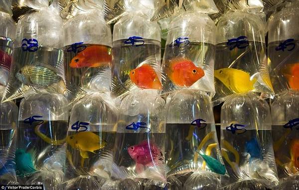  Chợ Cá Vàng nên có biệt danh chợ Thú Cảnh mới đúng, vì cá chỉ chiếm một lượng rất nhỏ. Ảnh: Victor Fraile/Corbis.