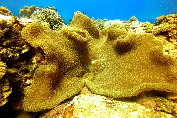 Một rặng san hô vàng rực trong quần thể khu bảo tồn.