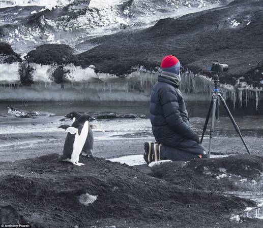 Theo Anthony, các loài động vật tại Nam Cực hoàn toàn không sợ hãi trước con người. Thậm chí chúng còn rất tò mò.