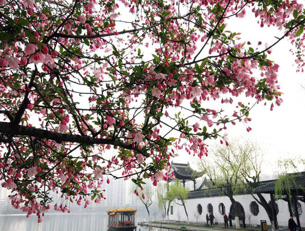 Nam Kinh là một thành phố văn hóa lịch sử ở Trung Quốc. Mùa xuân, công viên Mochouhu ở Nam Kinh, tỉnh Giang Tô được phủ kín bởi sắc hoa đào hồng thắm.