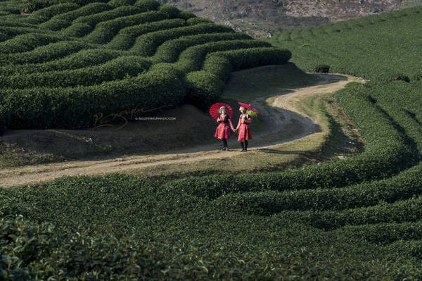 Những đồi chè xanh ngát ở Mộc Châu - Ảnh: Nguyễn Vũ Phước